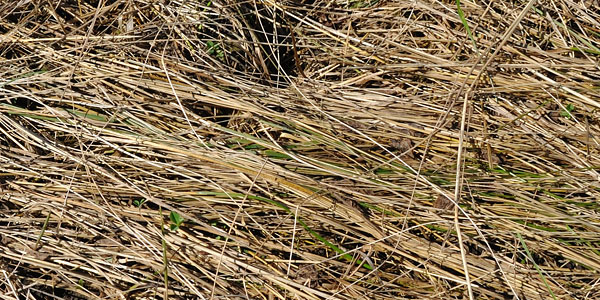 laid grass